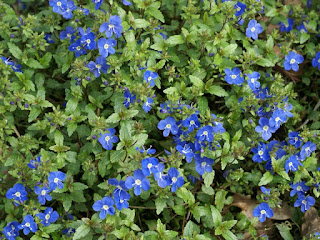 Véronique pédonculée - Veronica peduncularis - Veronica nigricans