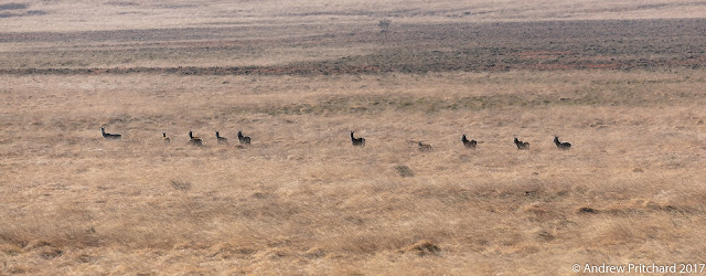 The larger group of deer alters course, to head away from the footpath deeper into the moorland.