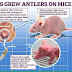 Chinese scientists use stem cell technology to grow antlers on MICE in breakthrough that could one day allow humans to regrow lost LIMBS