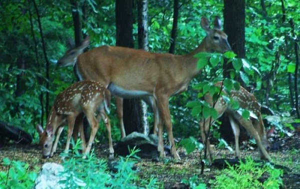 baby deer