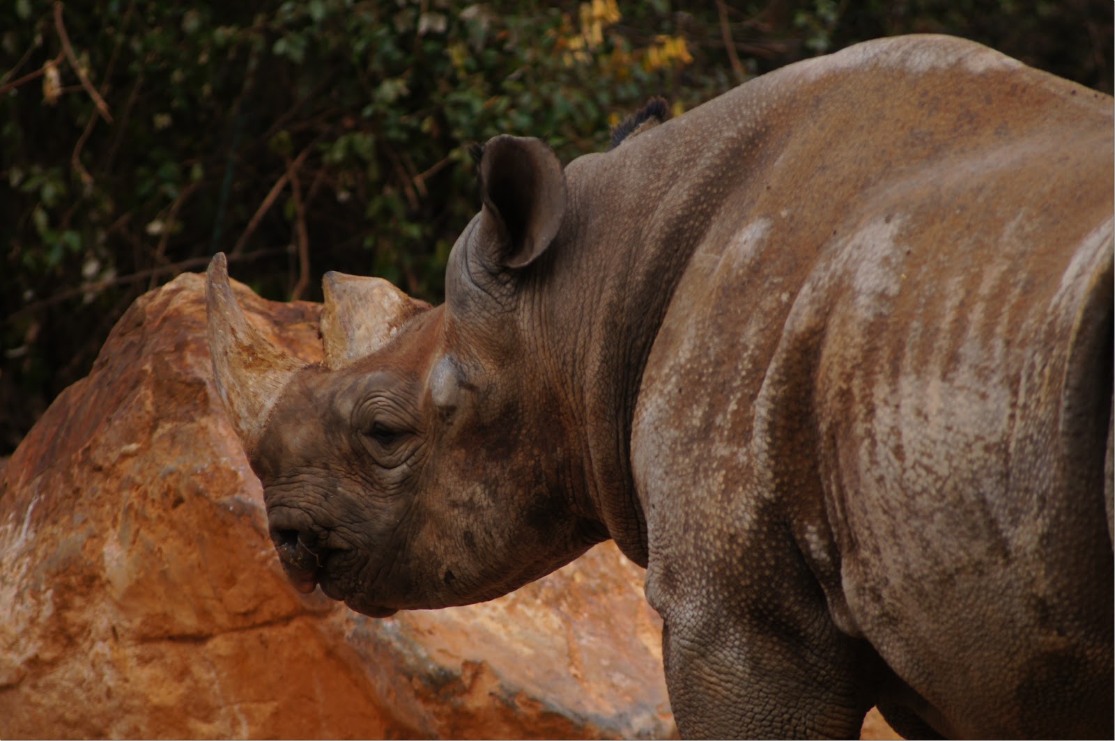 Free rhinoceros image for commercial use.