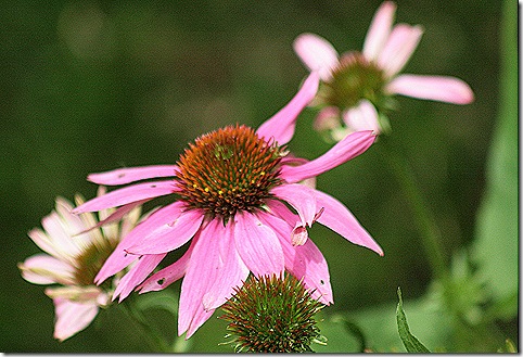 Echinacea_PowWow_Wildberry
