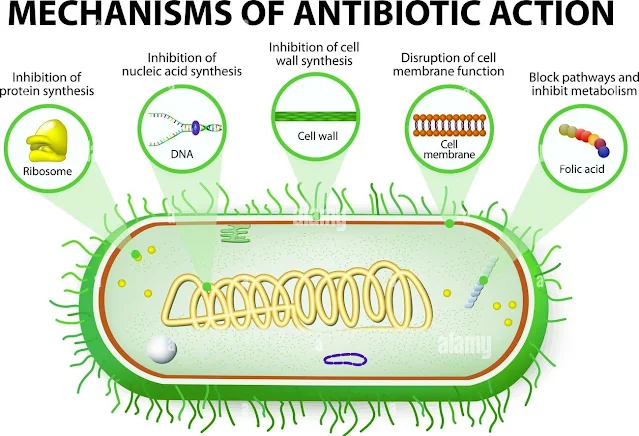 Mechanism of action of Antibiotics and how to choose