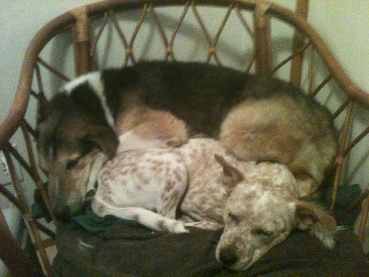 Adopt a Navajo dog!