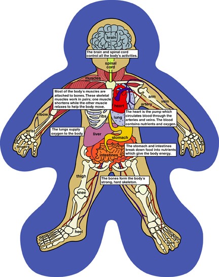 the digestive system diagram for kids. the digestive system diagram