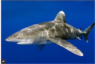 Whitetip Shark: A Dangerous Species That Can Attack Man