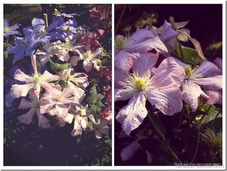 Foto 2-COLLAGE