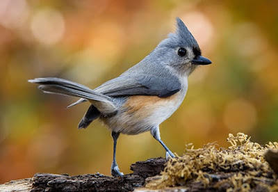 Titmouse Bird Pictures7