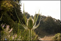 Cardo di Venere