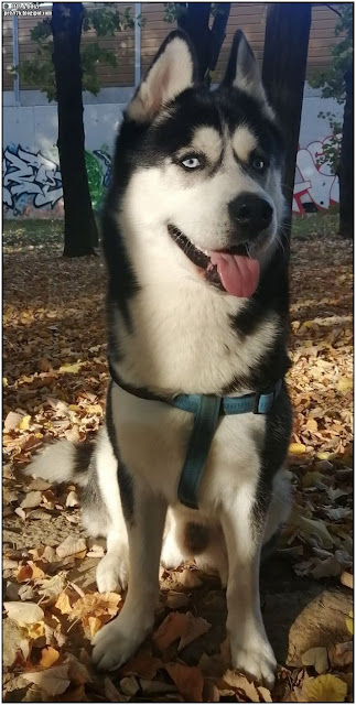 siberian husky