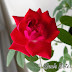 My Miniature Rose Plant