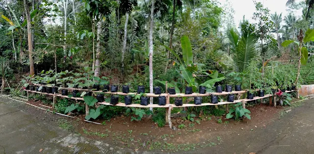 Dusun Kaliduren, Kebonharjo, Samigaluh, Kulon Progo Yang Menghijau