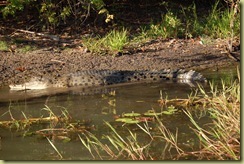 3 metre crocodile