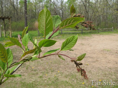 Lilacs about to bloom