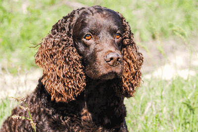 American Water Spaniel