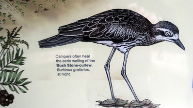 Bush Stone Curlew