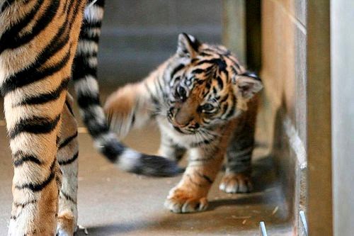 25 Gambar Harimau  Yang Lucu Ayeey com