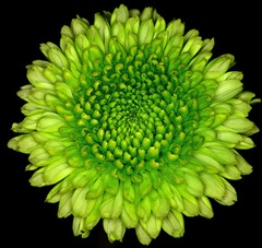 green flower