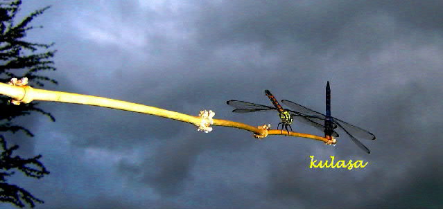 two dragonflies on a twig