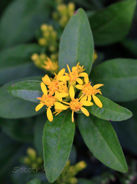 Solidago virgaurea