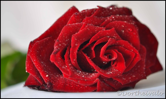 rose