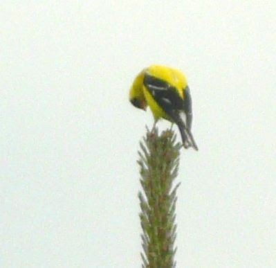 goldfinch on pine