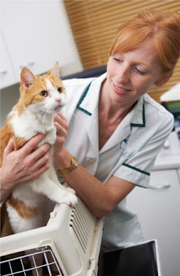 Eight ways to help your cat go to the vet. Photo shows the kind of cat carrier you should use - one where the top is detachable from the base