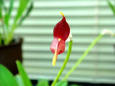 Masdevallia whiteana care and culture