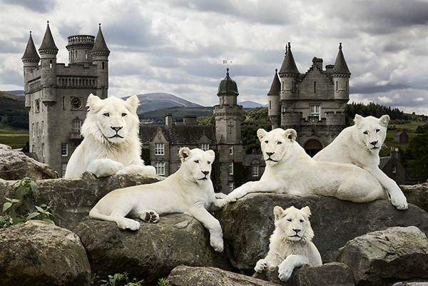 WhiteLions800