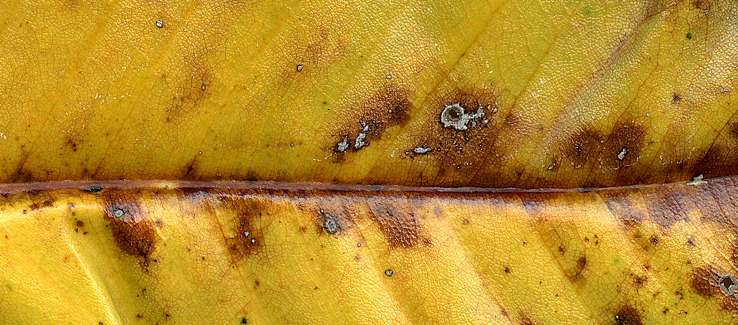 Fungal leaf spot infections can lead to multiple secondary infections and infestations