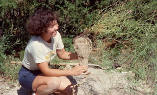 Ipomoea leptophylla root tuber