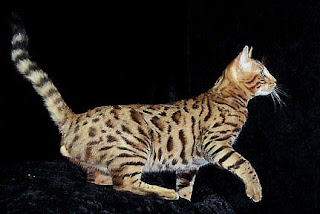 Pola pada kucing bengal