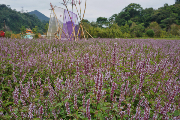 2023苗栗獅潭仙草花節一萬株仙草花紫色夢幻，仙山充滿仙氣