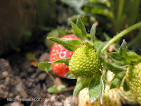 fresas maduras, rojas y verdes