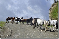 06-27 vers la mongolie 065 800X