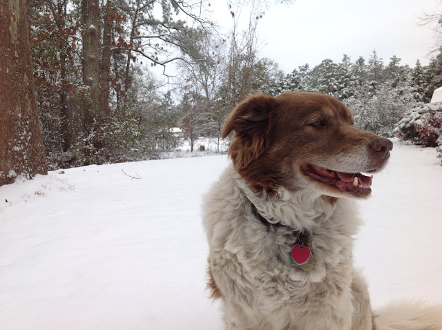 snow, happy dog, Peach County, Georgia