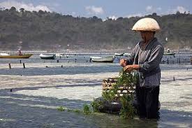 budidaya rumput laut