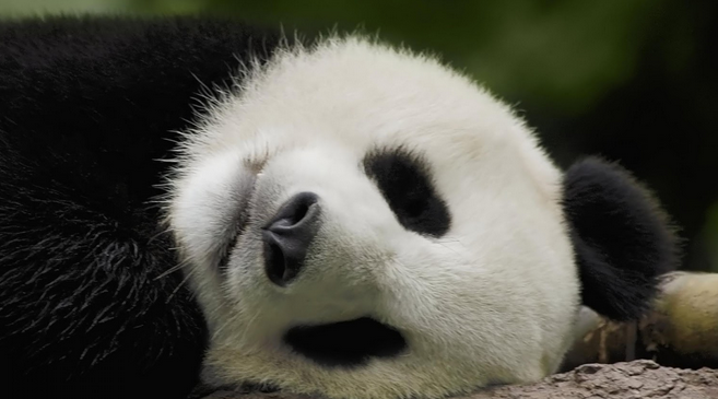 Contoh Report  Text  Singkat About Panda Beserta Artinya 