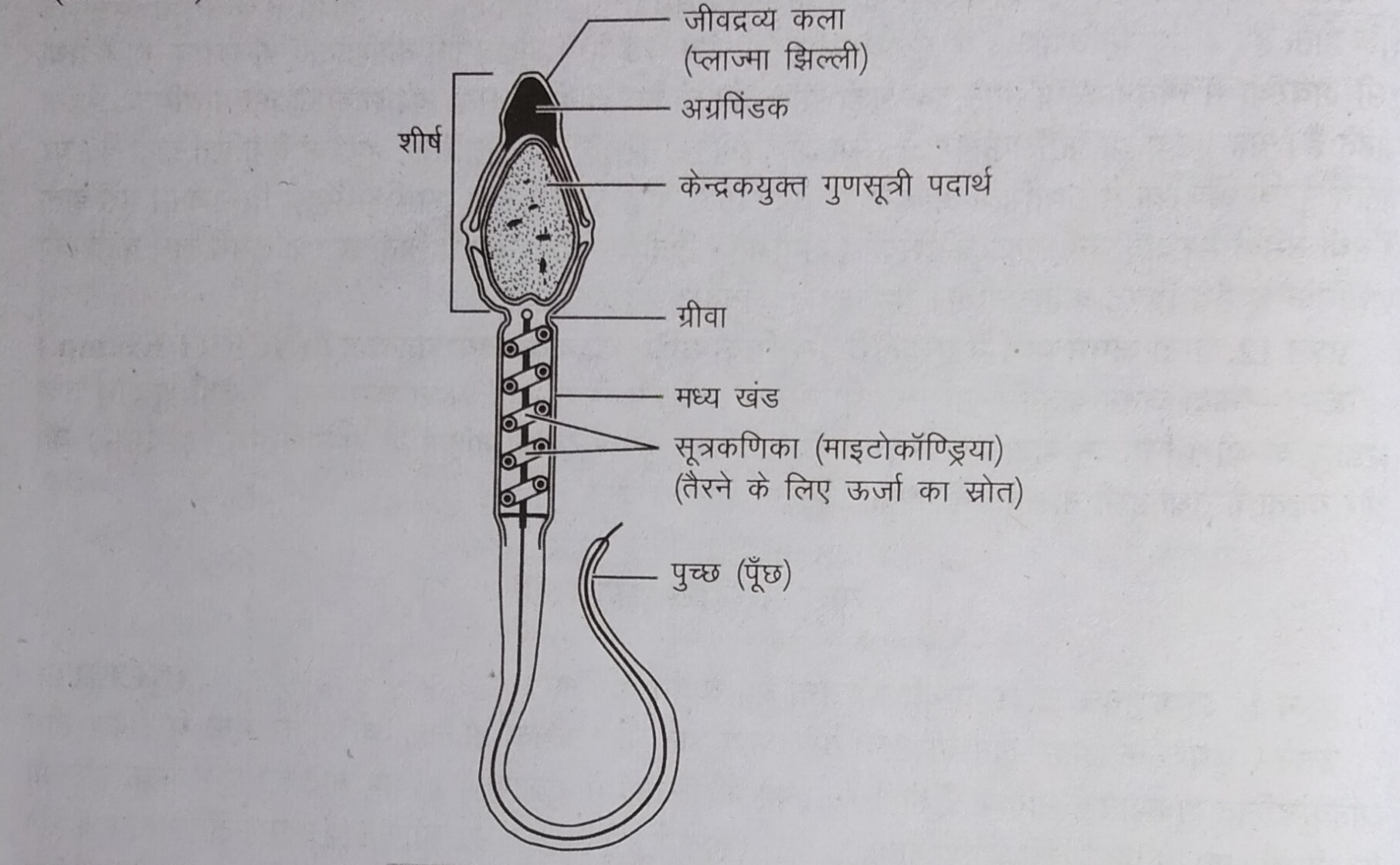 MP board 12th Biology Trimasik Paper 2021-22 Most imp Solution