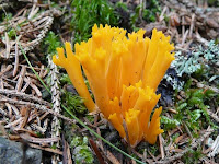 Calocera viscosa