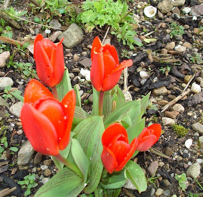 Tulips-Loch-Side-Scotland