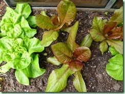 PrettyLettuce