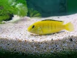 Mengenal Ikan Lemon