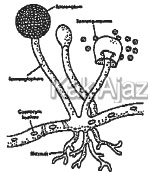 Gambar suatu jamur, gambar soal Biologi SMA UN 2015