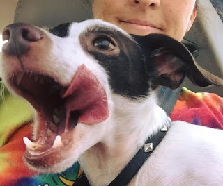 Mujer salva a 20 perros con necesidades especiales y todavía quiere rescatar a más