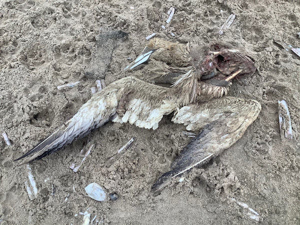 Dode vogel op het strand tussen Scheveningen en Katwijk, 8 mei 2021