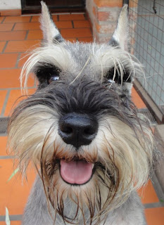 miniature schnauzer pets dog puppy puppies photo animal wallpaper