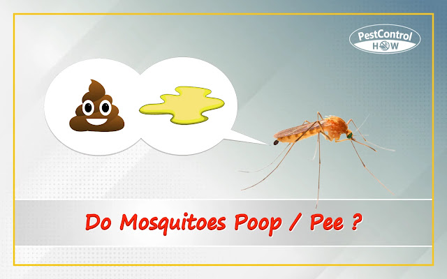 do-mosquitoes-poop