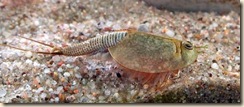 Triops