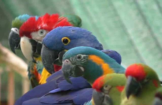top 10 best parrots as pets